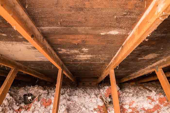 Black mold growing on wood in a crawl space