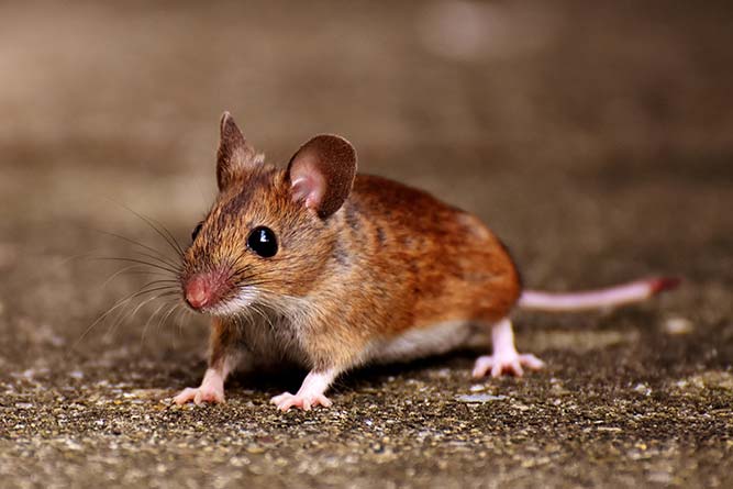 A mouse