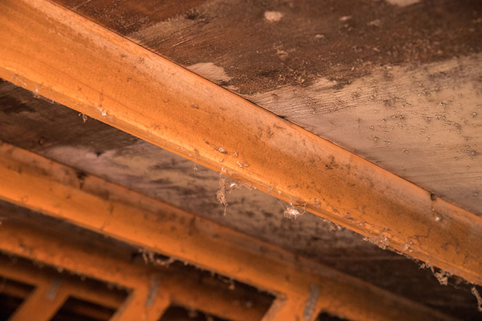 Mold growing in a crawl space on wood