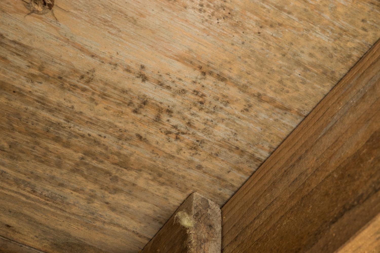 Crawl Space Mold Removal Redmond