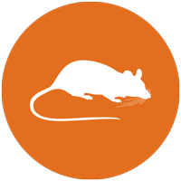 Rat icon